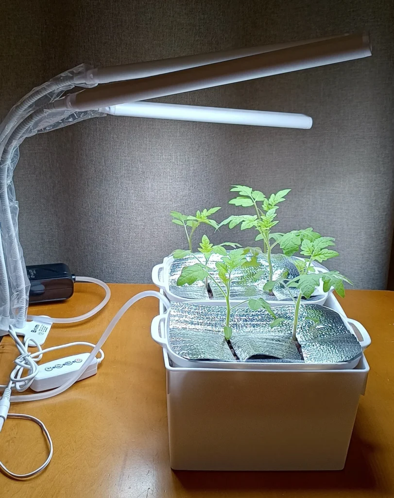  100均の植物育成ライトで本当に植物は育ちますか？